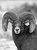 Bighorn Sheep - Yellowstone