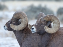 Bighorn Sheep - Yellowstone