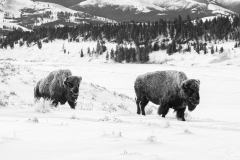 Bison - Yellowstone