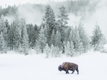 Bison - Yellowstone