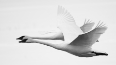 Trumpeter Swan - Yellowstone