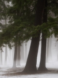 Foggy Trees - Cadillac, Michigan