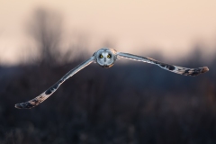 Short-Eared Owl