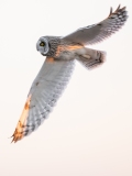 Short-Eared Owl