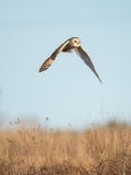 Short-Eared Owl