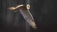 Short-Eared Owl