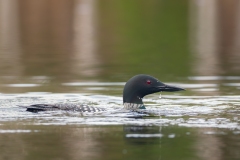 Common Loon