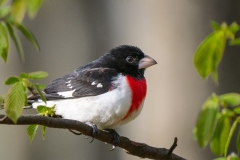 Red-Breasted Grosbeak