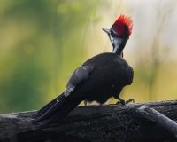 Pileated Woodpecker