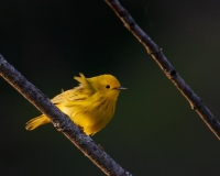 Yellow Warbler