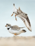 Piping Plover