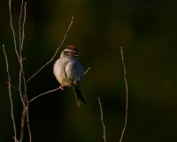 Chipping Sparrow