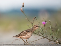 Sanderling