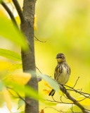 Yellow-Rumped Warbler